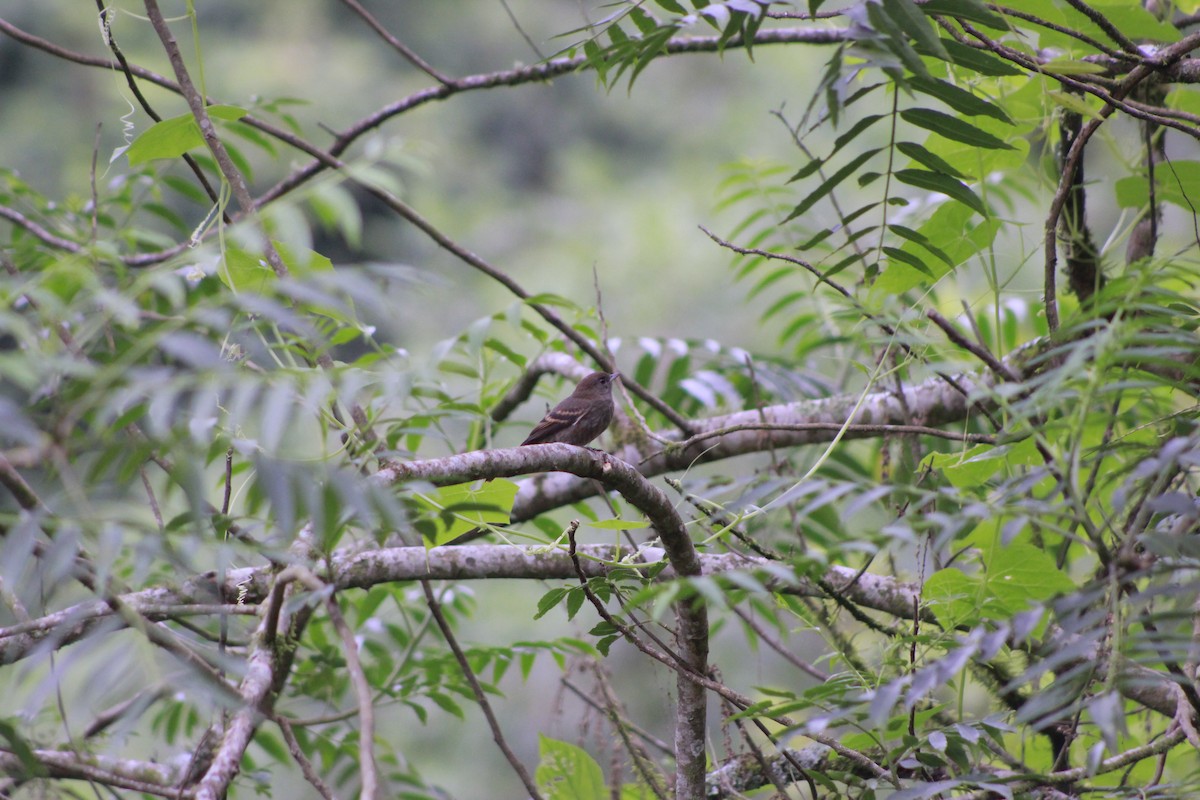 Plumbeous Black-Tyrant - ML648789625
