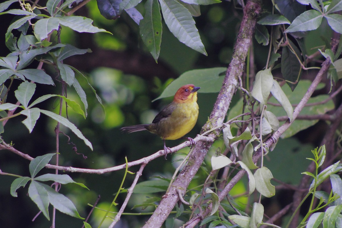 Fulvous-headed Brushfinch - ML648789786