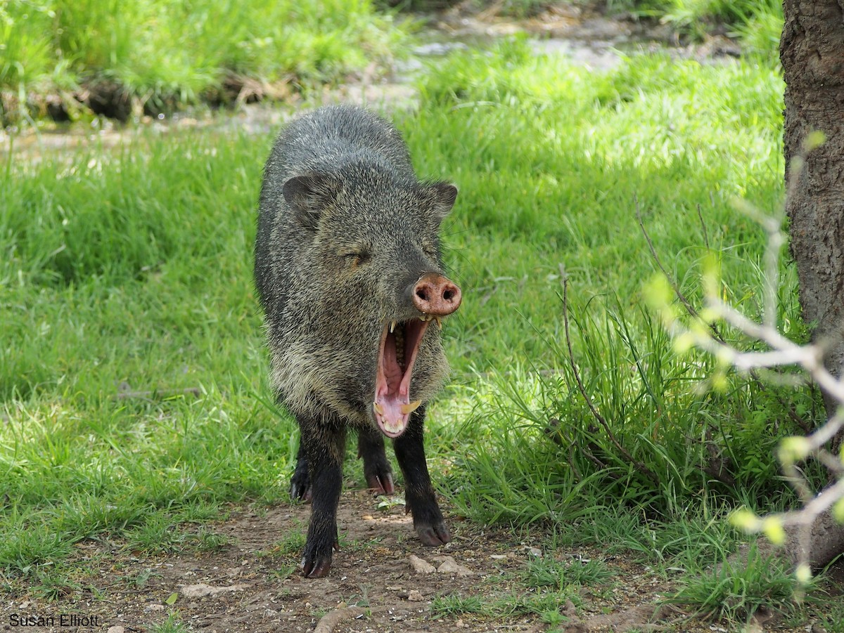 Collared Peccary - ML648789872