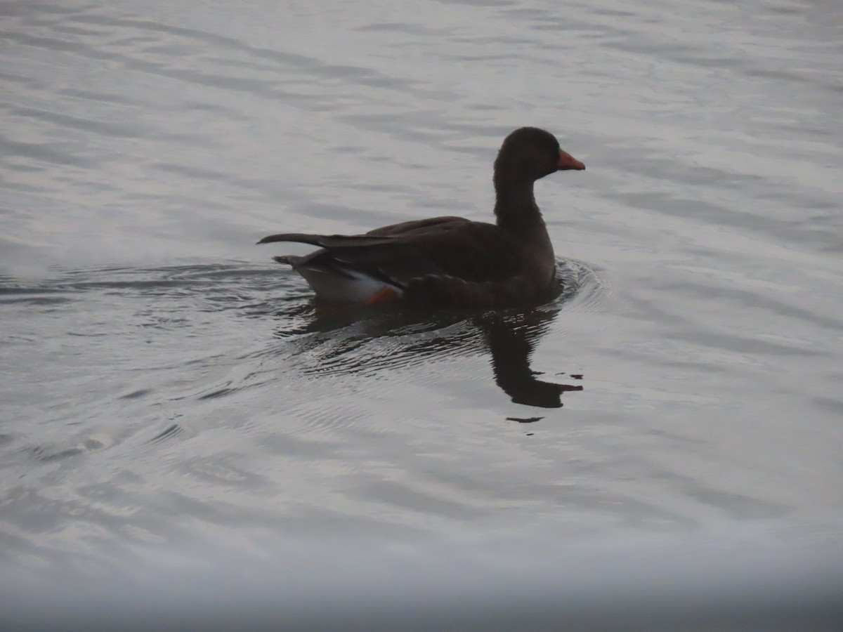 husa běločelá - ML648789894