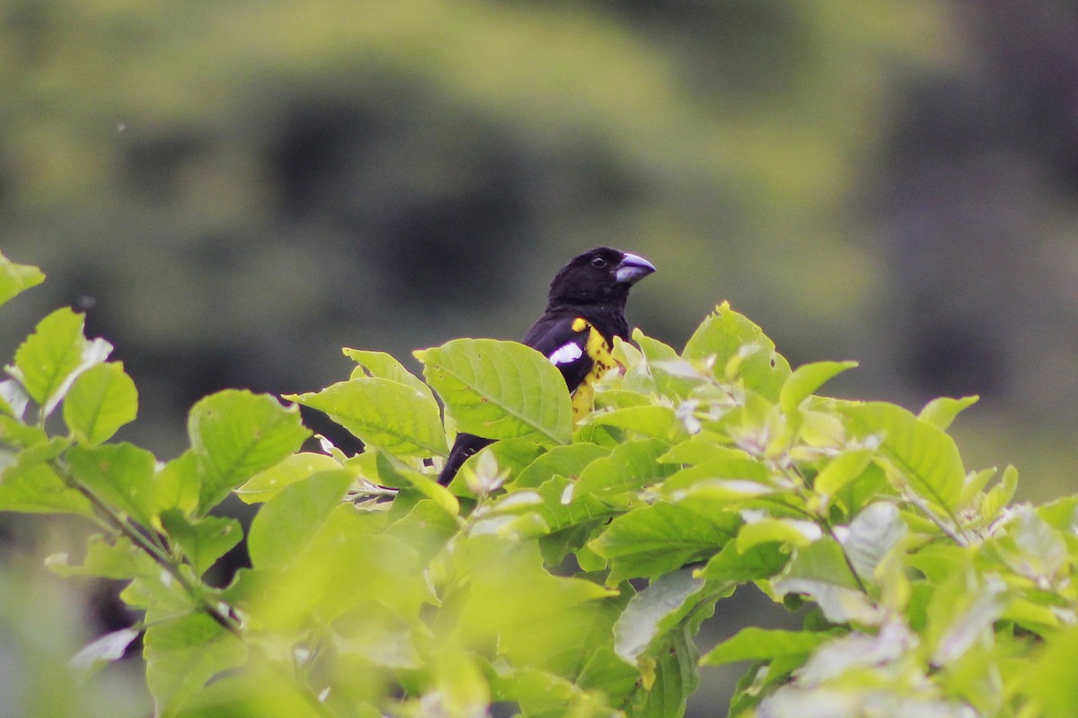 Black-backed Grosbeak - ML648789898