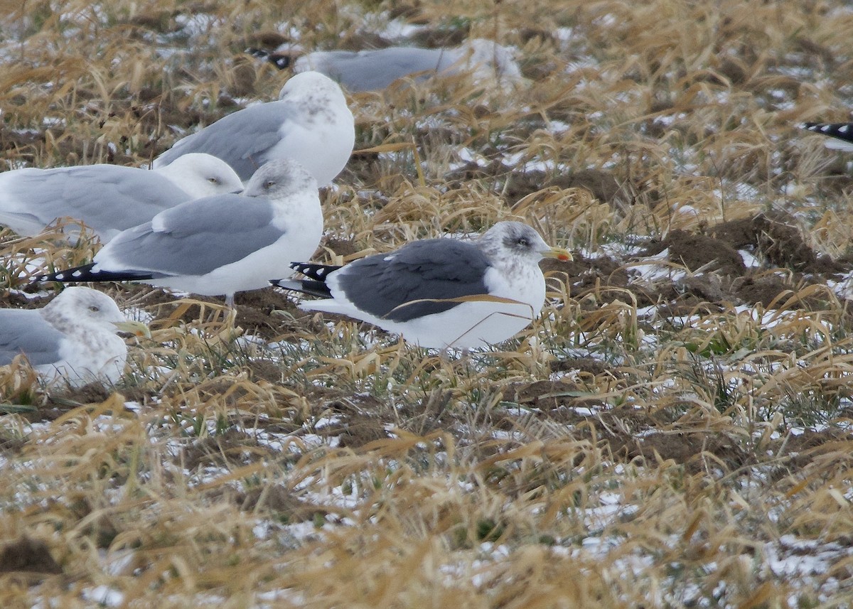 Клуша - ML648789909