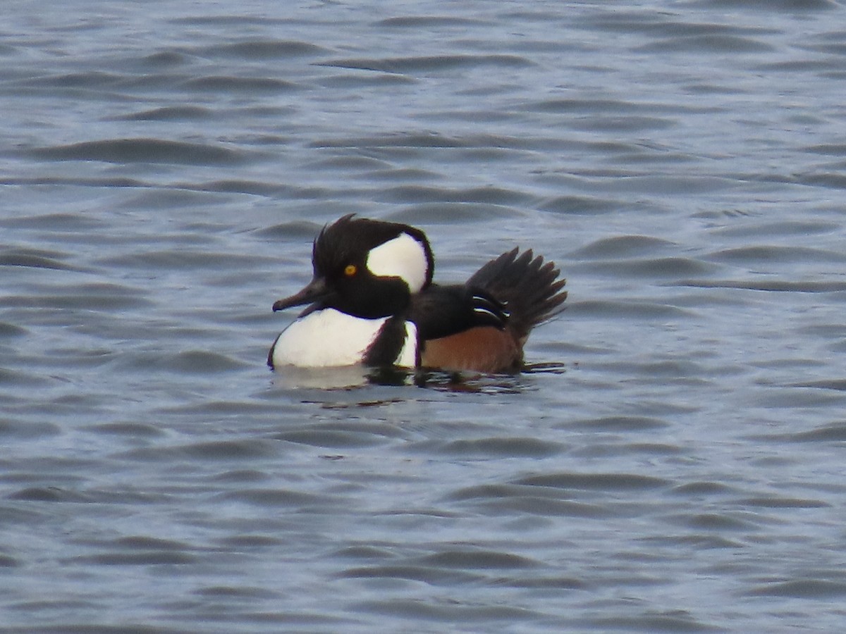 morčák chocholatý - ML648789925