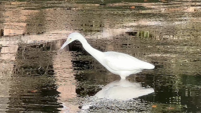Aigrette bleue - ML648790406