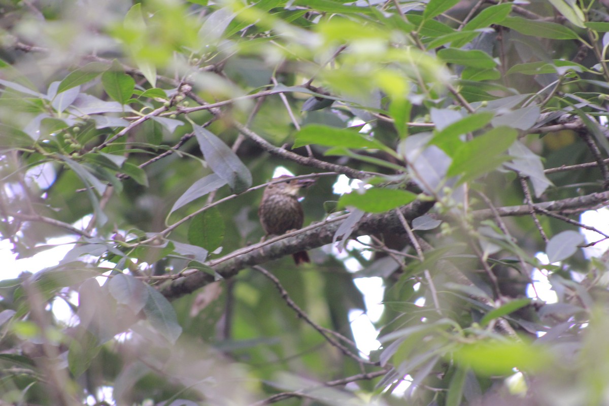 Buff-browed Foliage-gleaner - ML648790464