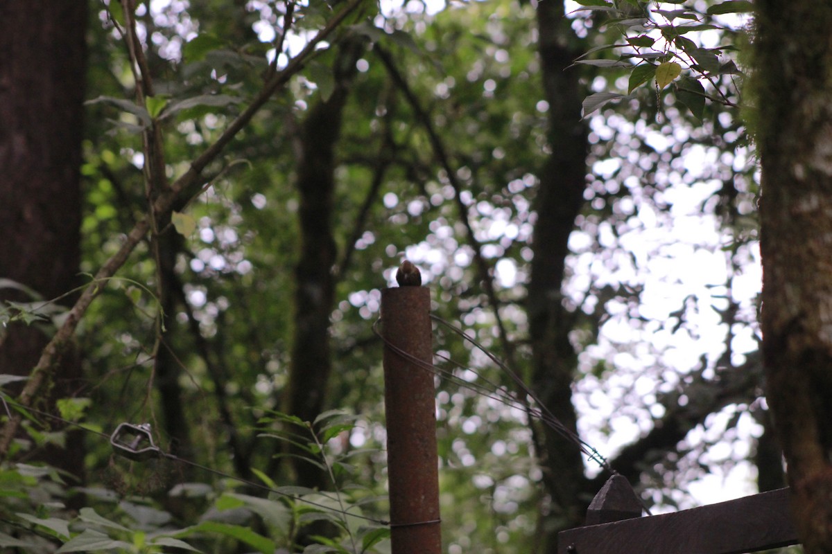 Buff-browed Foliage-gleaner - ML648790496