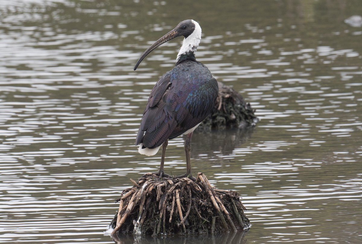 Straw-necked Ibis - ML648790541