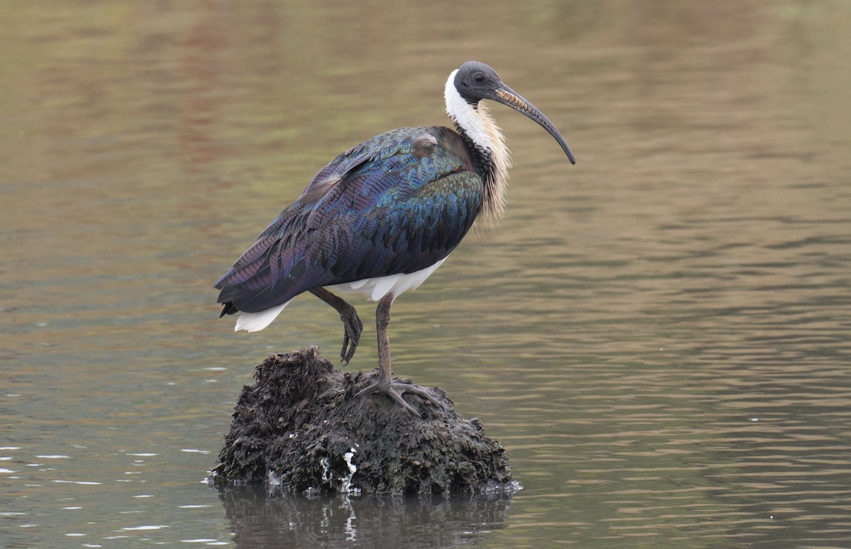 Straw-necked Ibis - ML648790551