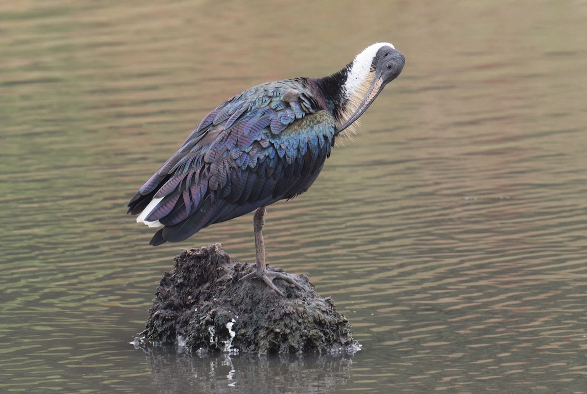 Straw-necked Ibis - ML648790557