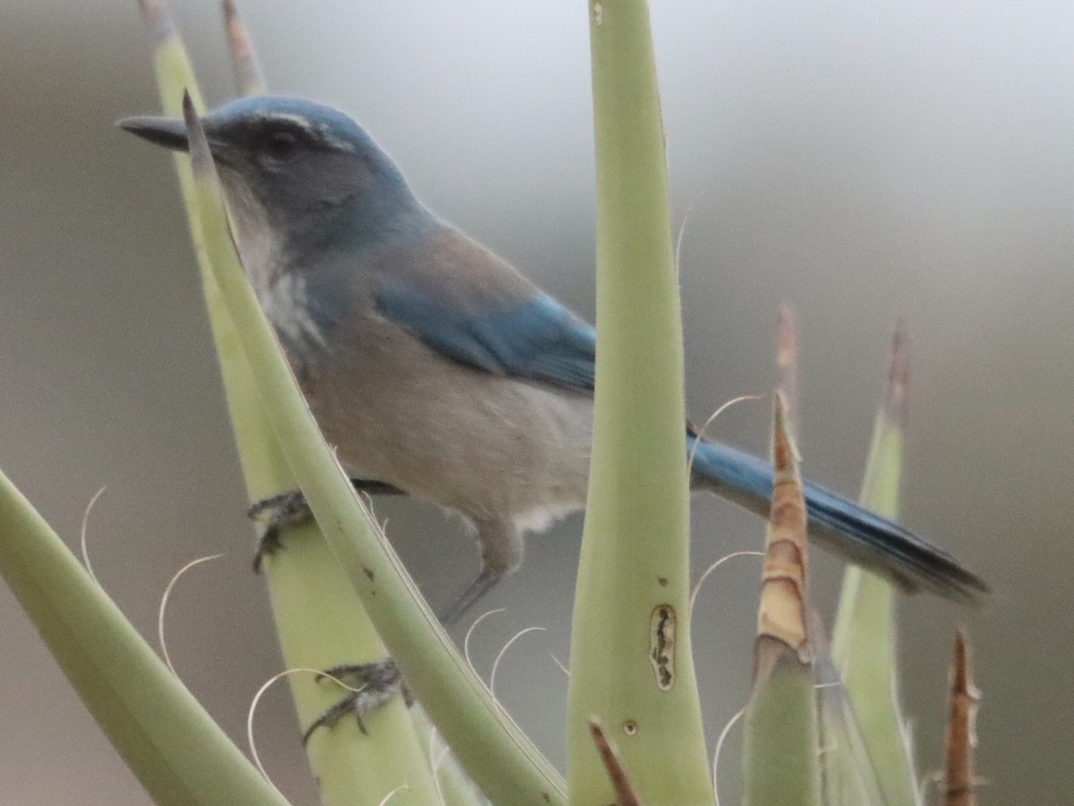 Chara de Woodhouse - ML648790655