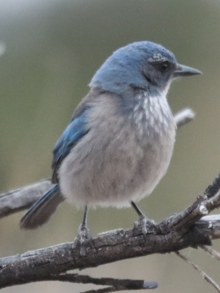 Chara de Woodhouse - ML648790656