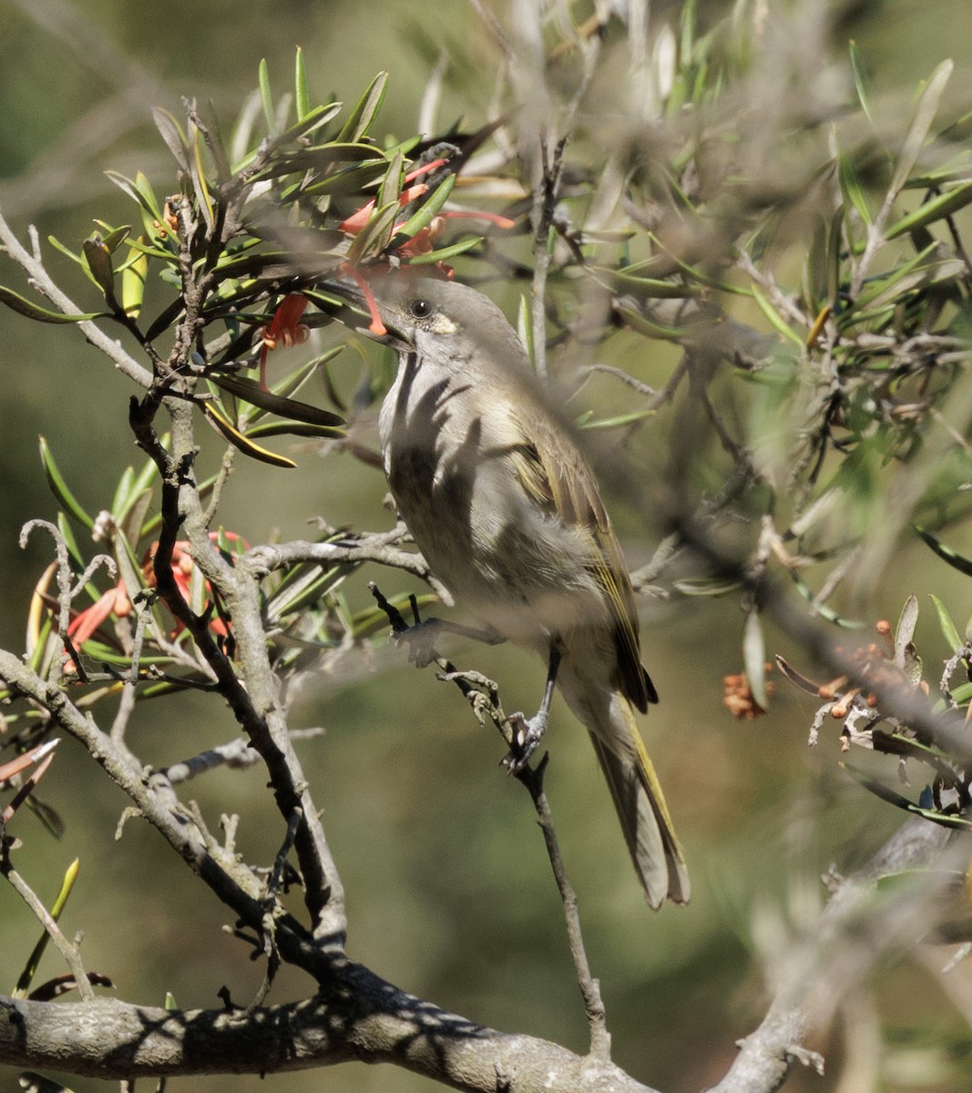 Brown Honeyeater - ML648790668