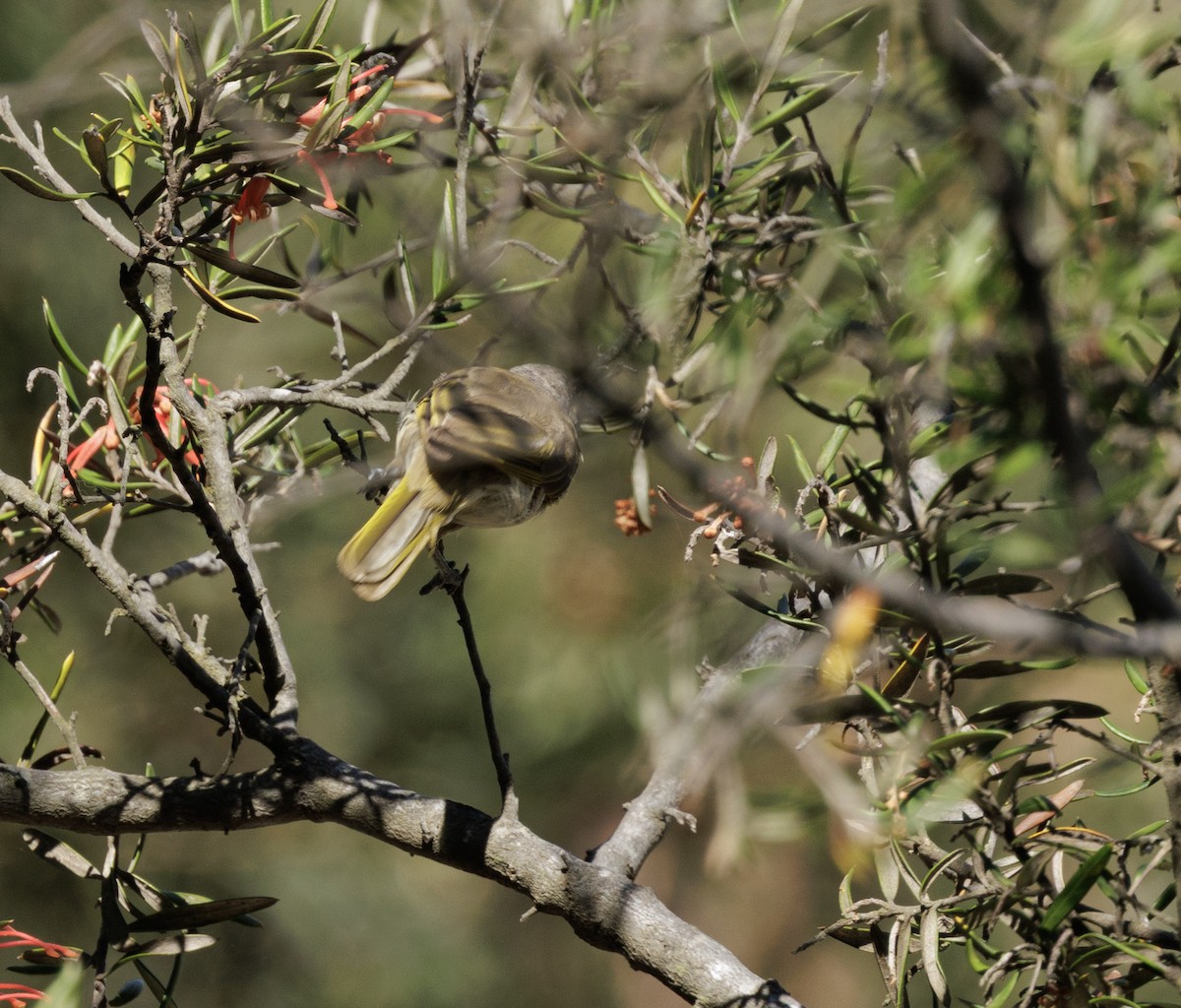 Brown Honeyeater - ML648790669