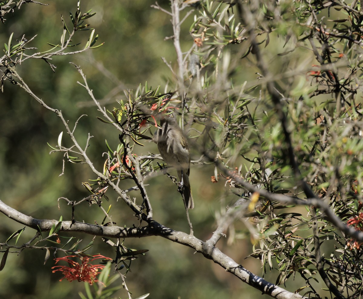 Brown Honeyeater - ML648790670