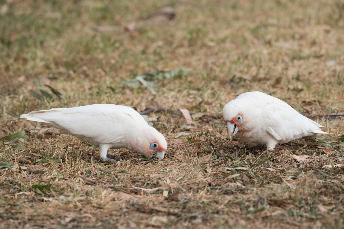 Long-billed Corella - ML648790754