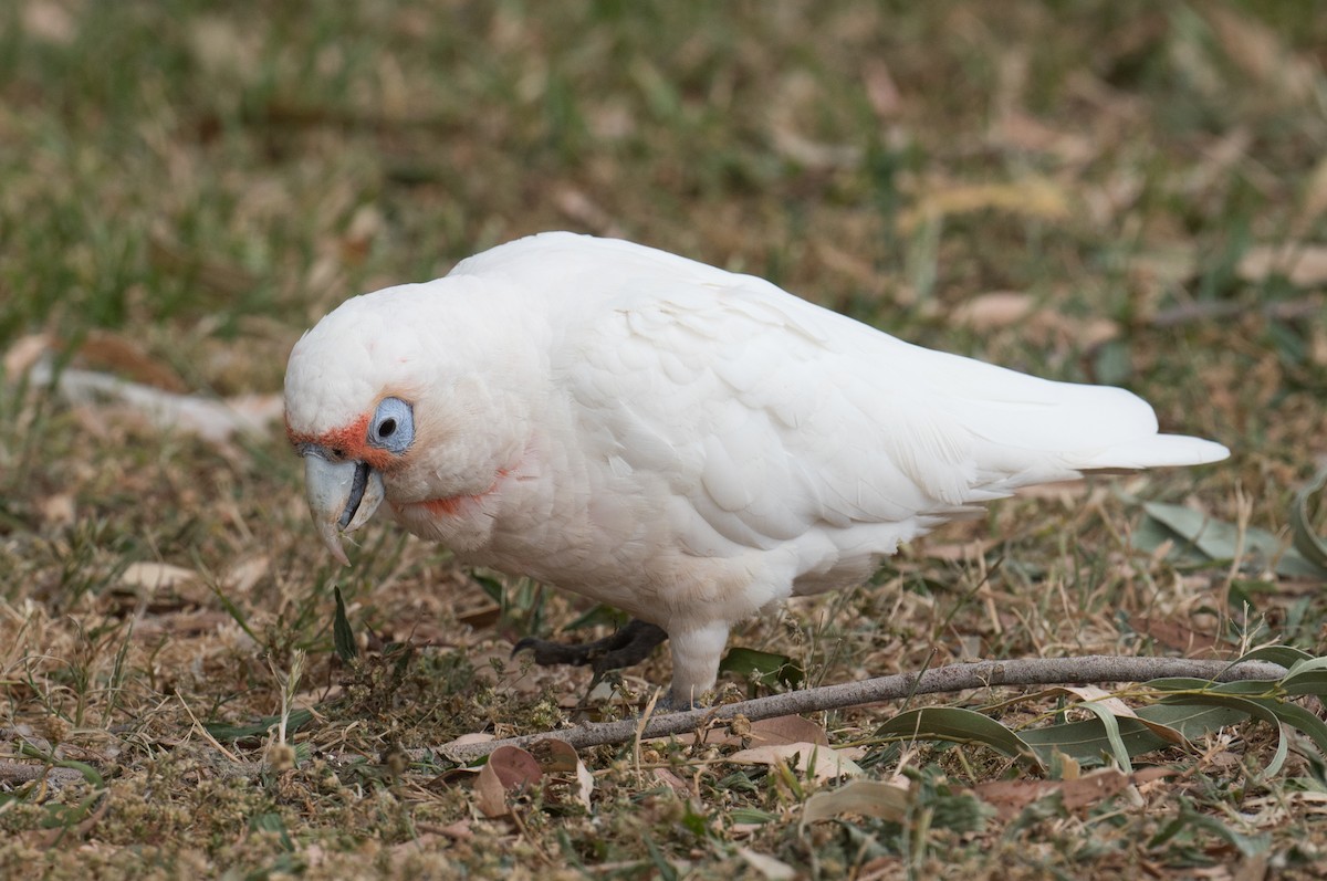Long-billed Corella - ML648790762