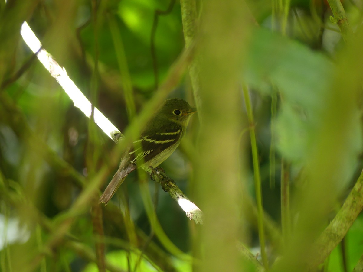 Mosquero Ventriamarillo - ML648790794