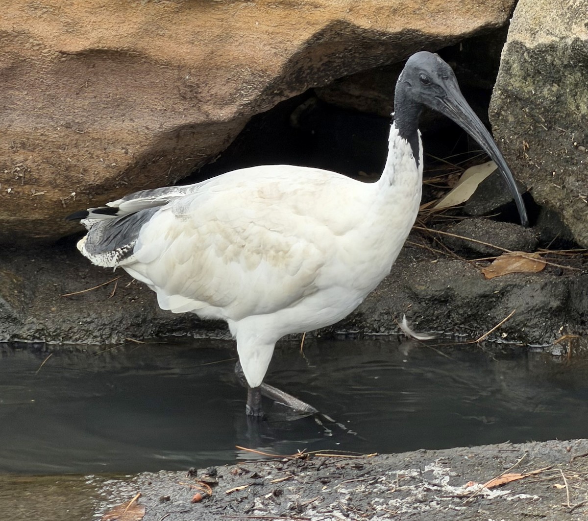 Australian Ibis - ML648790809