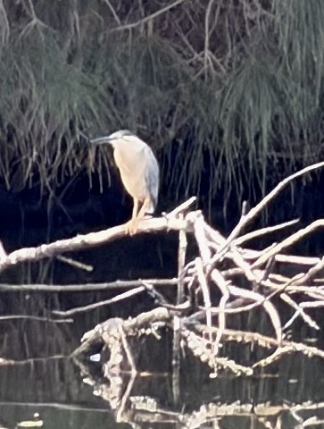 Little Heron - ML648790815