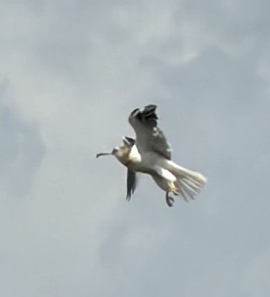 Black-shouldered Kite - ML648790854