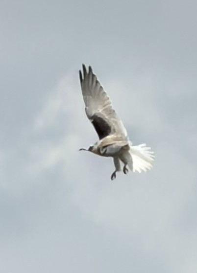 Black-shouldered Kite - ML648790855