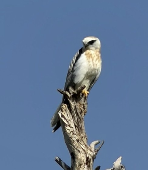 Black-shouldered Kite - ML648790856