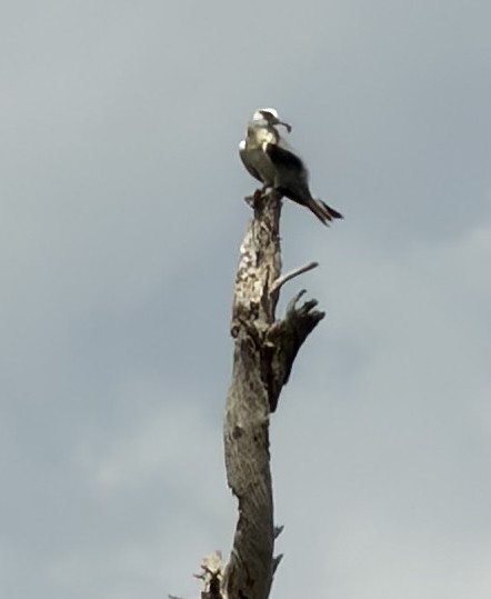 Black-shouldered Kite - ML648790857