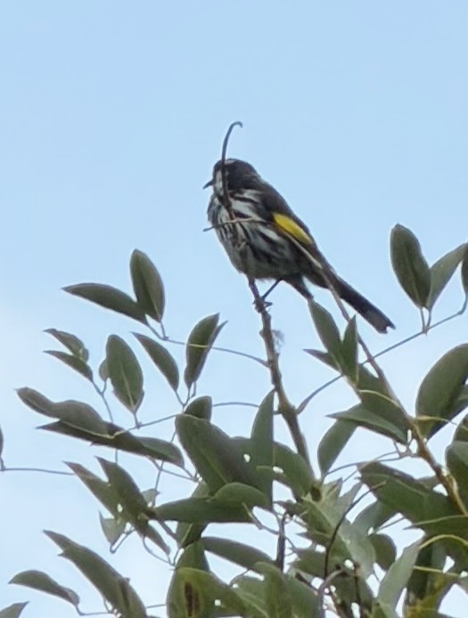 New Holland Honeyeater - ML648790861