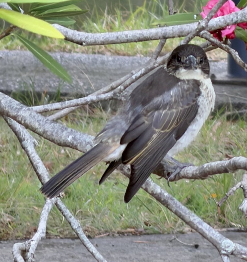 Gray Butcherbird - ML648790866