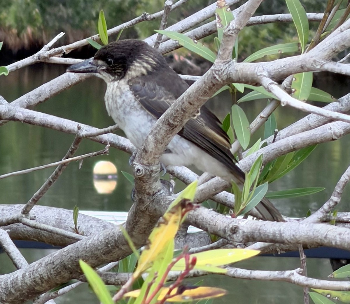 Gray Butcherbird - ML648790867