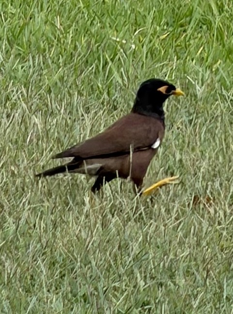 Common Myna - ML648790899