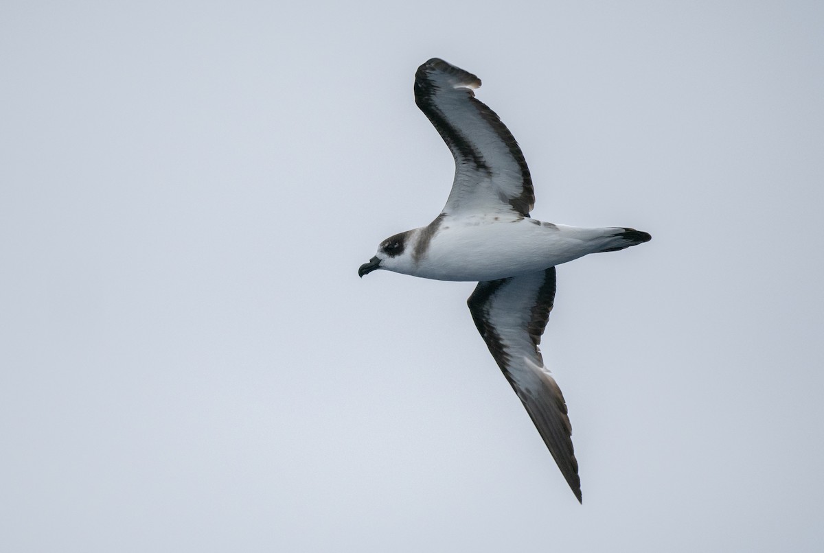 Black-capped Petrel (Dark-faced) - ML648790910