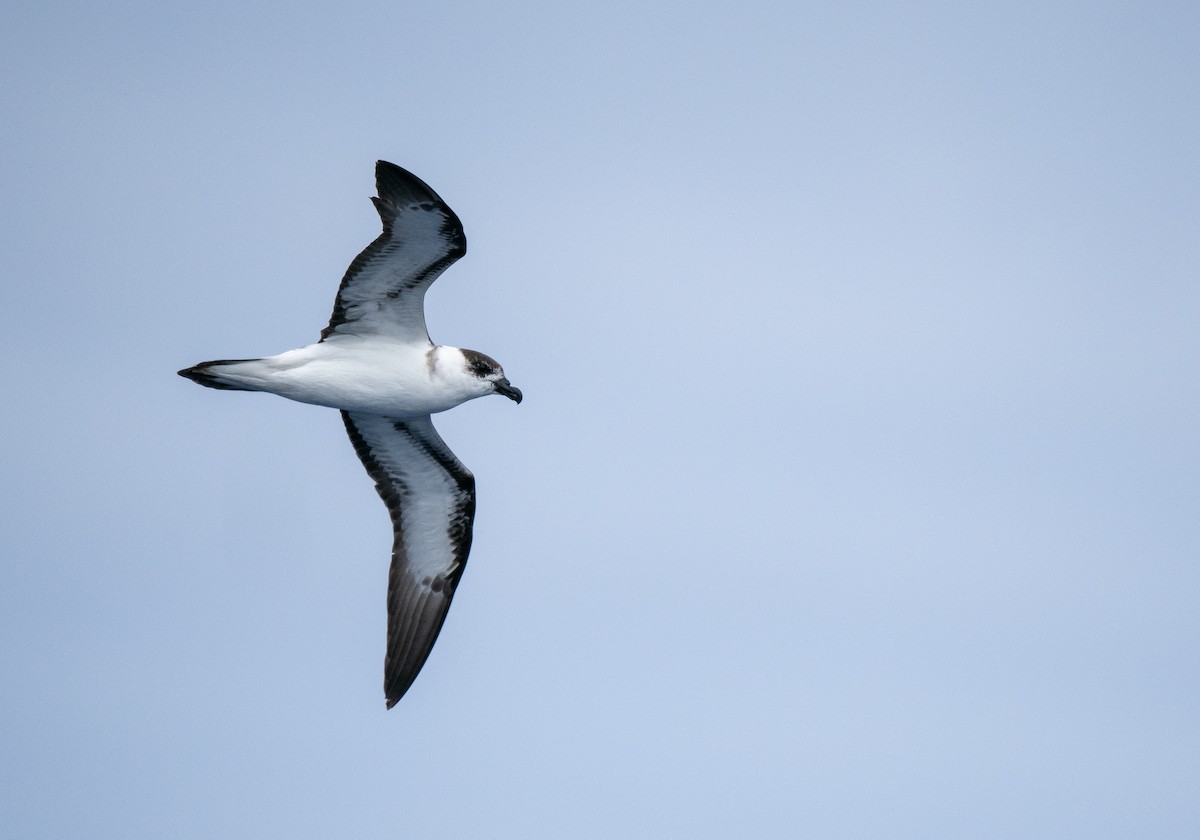 Black-capped Petrel (Dark-faced) - ML648790911