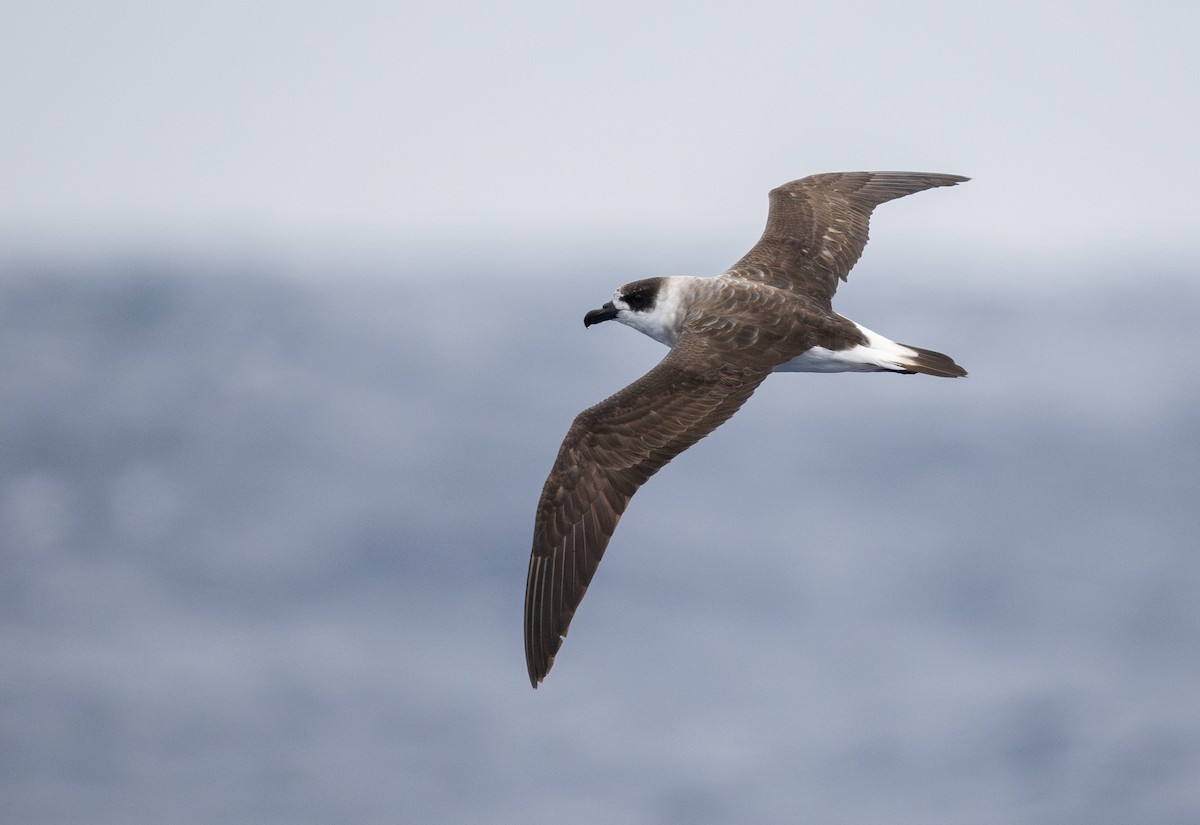 Black-capped Petrel (Dark-faced) - ML648790912