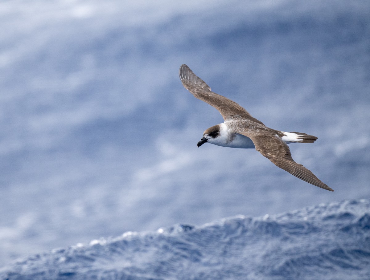 Black-capped Petrel (Dark-faced) - ML648790913