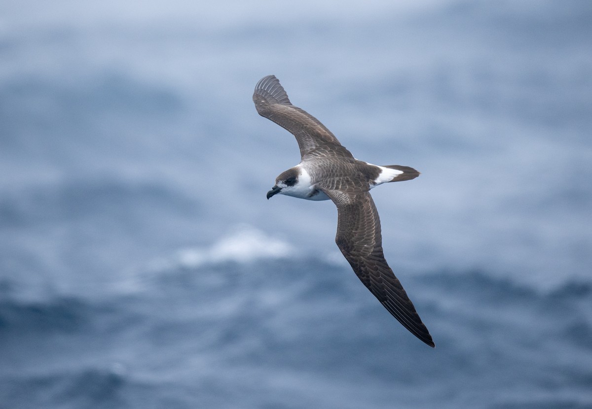 Black-capped Petrel (Dark-faced) - ML648790936