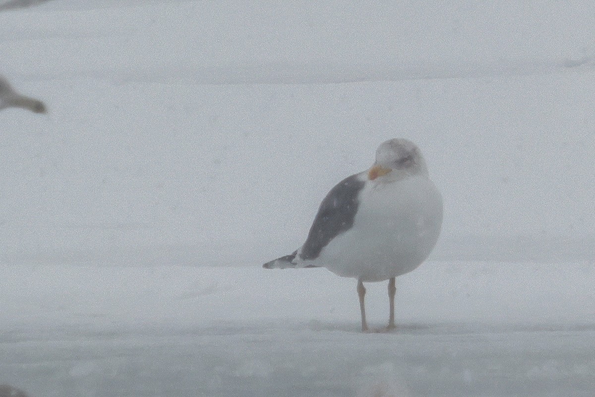 Клуша - ML648791063