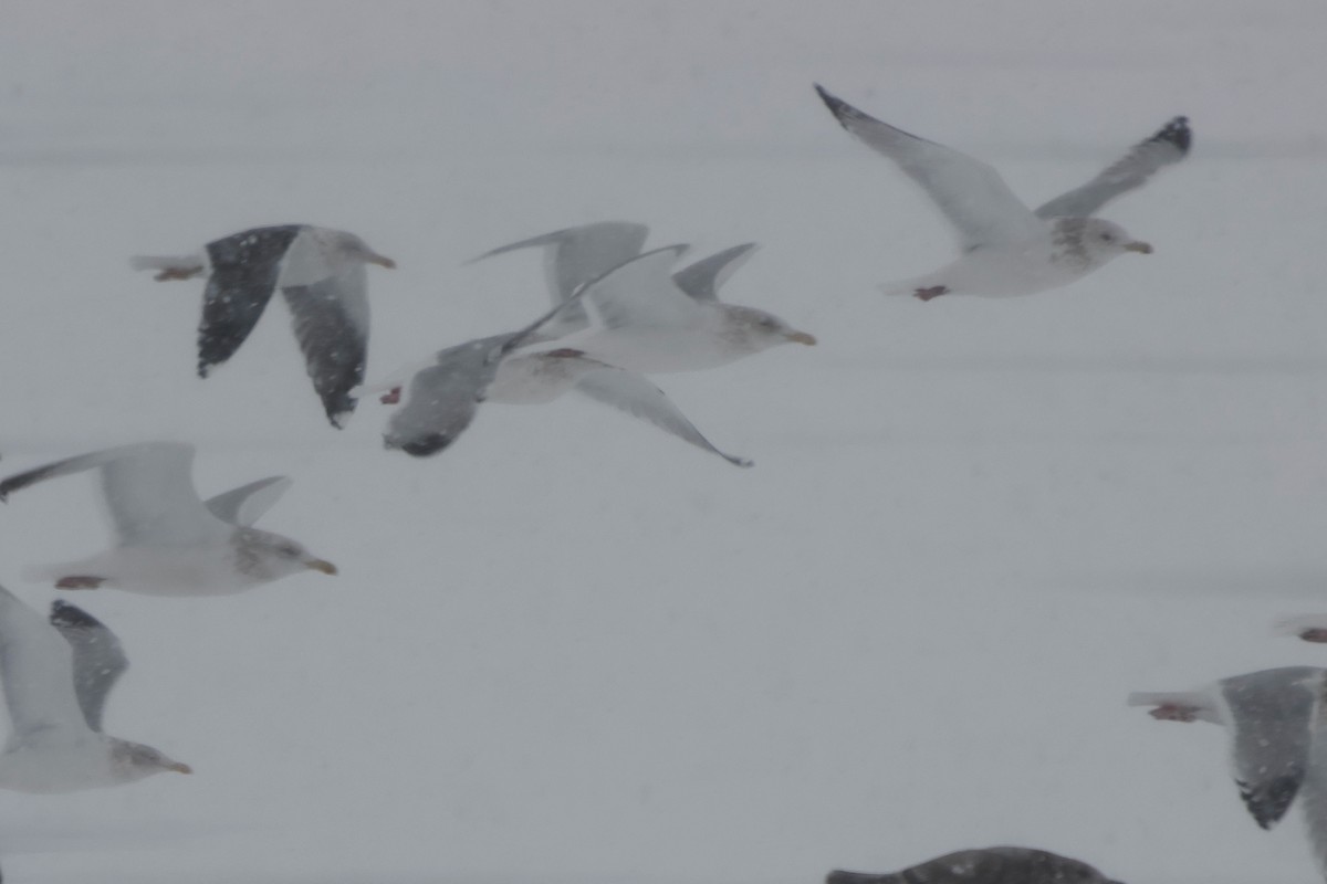 Клуша - ML648791064