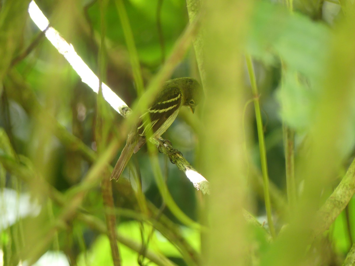 Mosquero Ventriamarillo - ML648791126