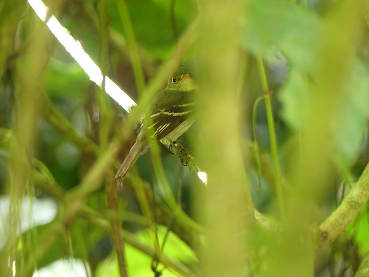 Mosquero Ventriamarillo - ML648791131