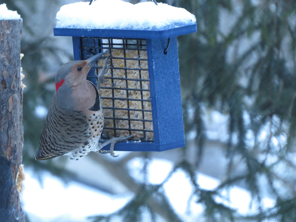 Шилоклювый дятел - ML648791373