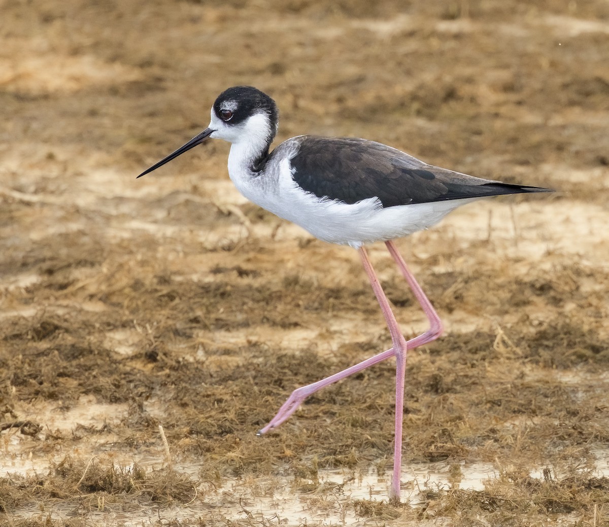Black-necked Stilt - ML648791550