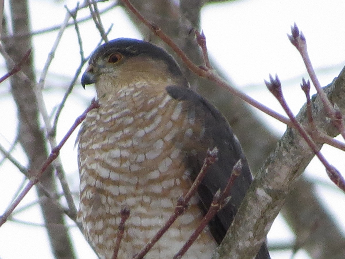 Куперов ястреб - ML648791558