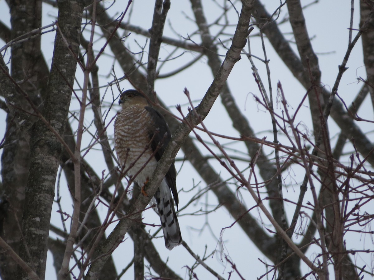 Куперов ястреб - ML648791559