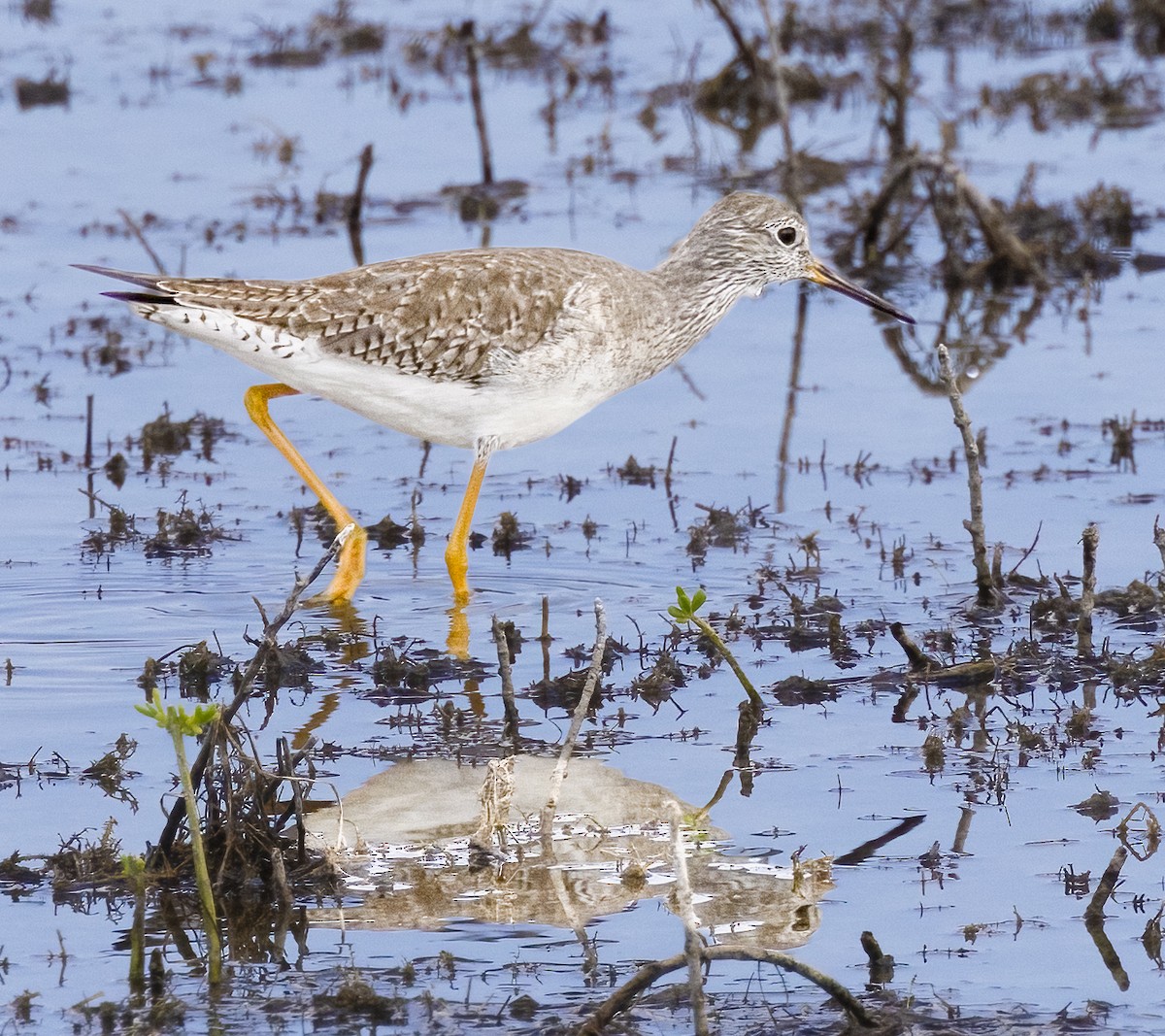 Lesser Yellowlegs - ML648791616