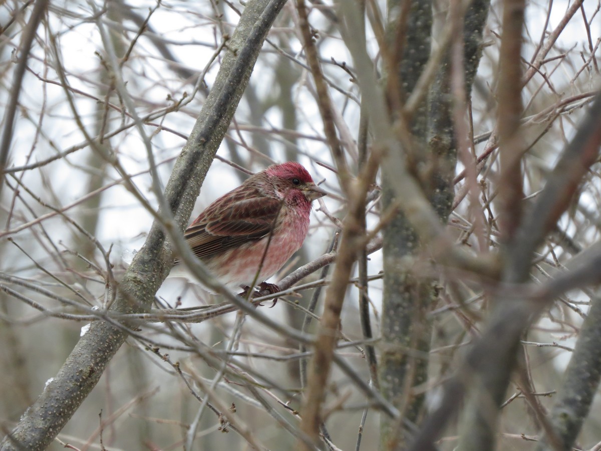 Purple Finch - ML648791619