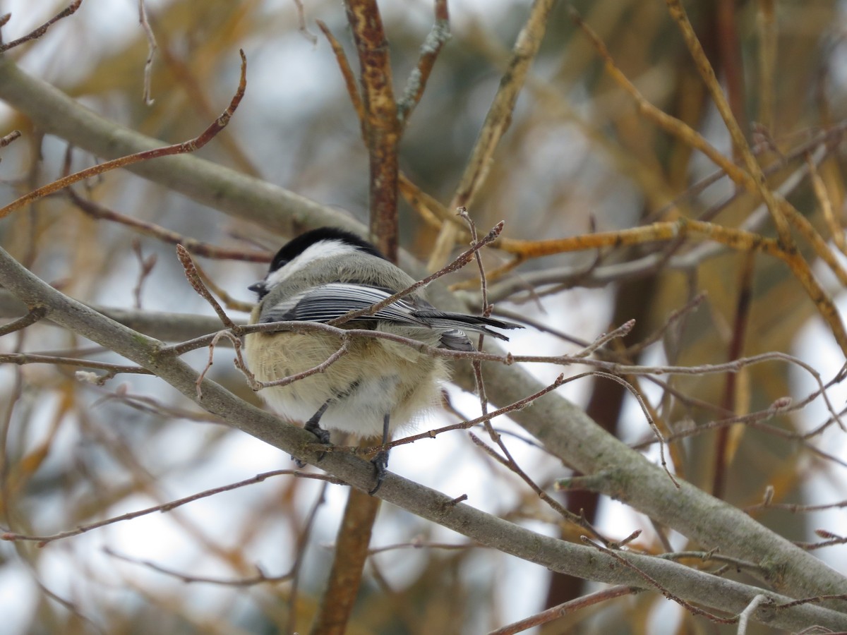 Black-capped Chickadee - ML648791634