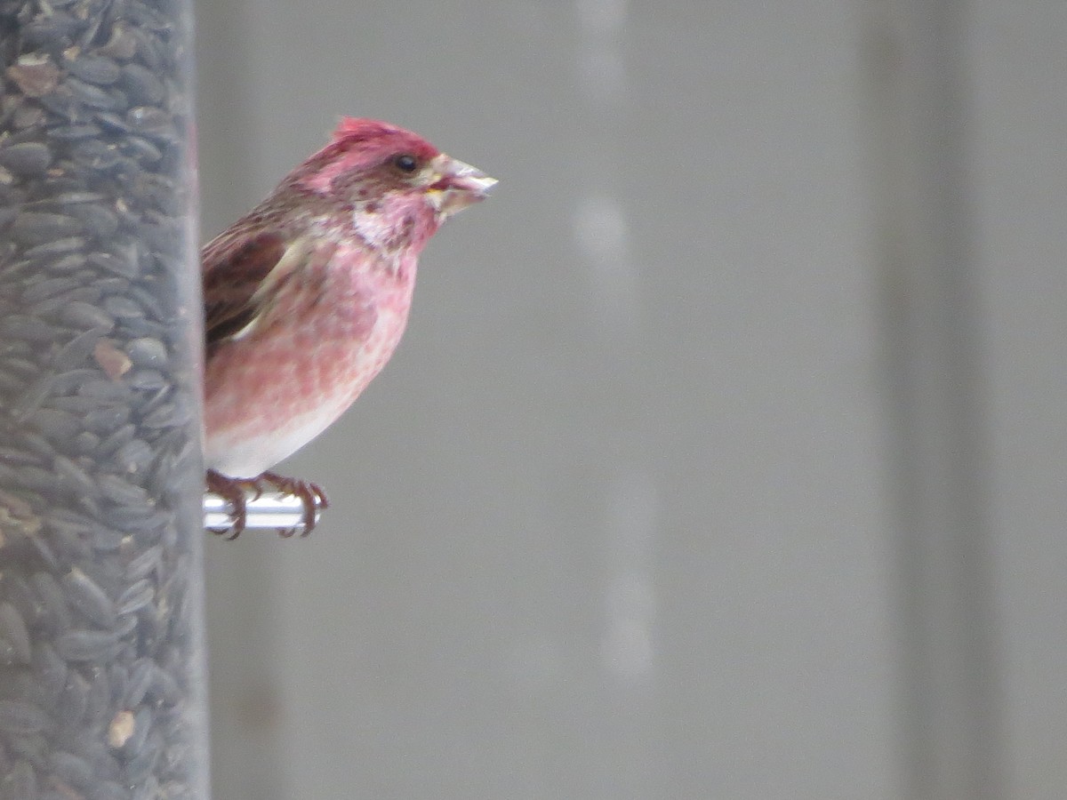 Purple Finch - ML648791665