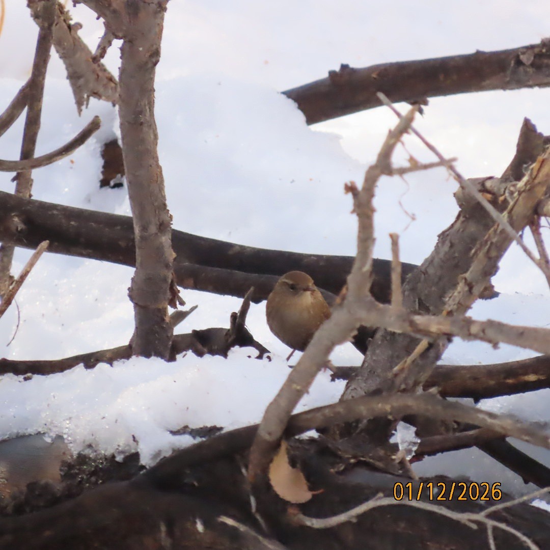 Winter Wren - ML648791705