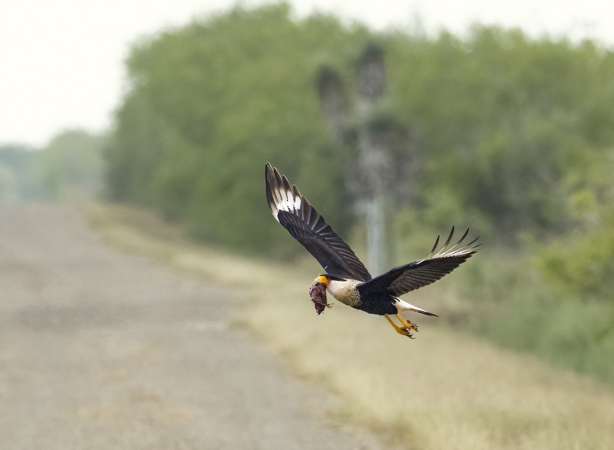 Crested Caracara - ML648791736